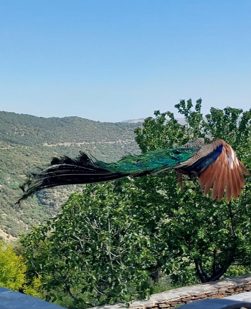 Our resident peacock in full flight at the cortijos.