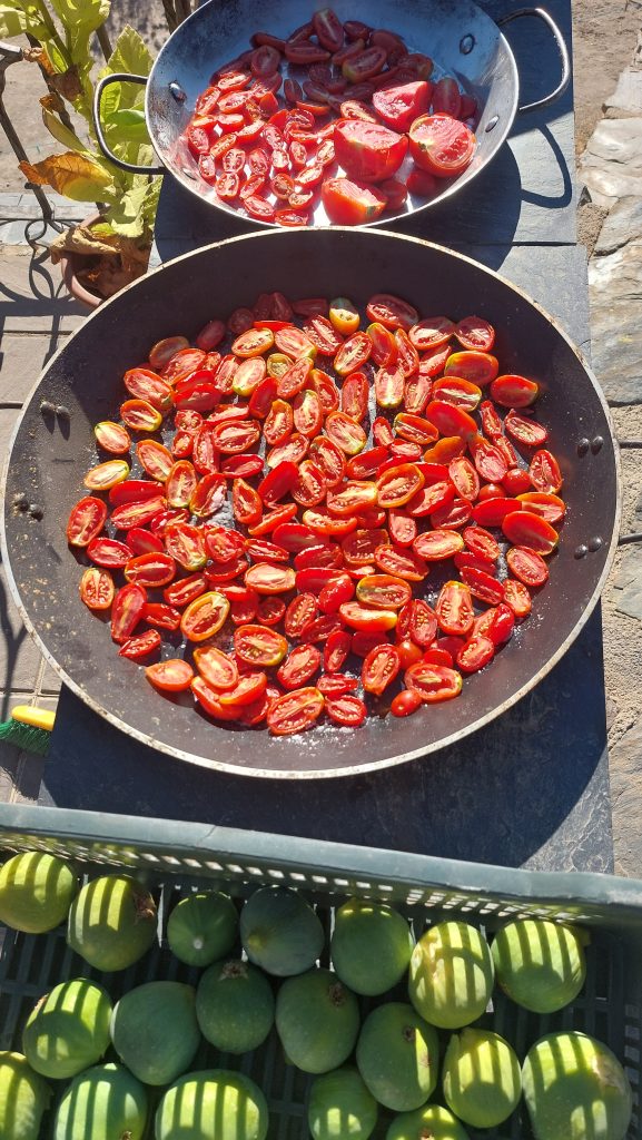 Making our own sun dried tomatoes from our cherry tomatoes at the cortijos.