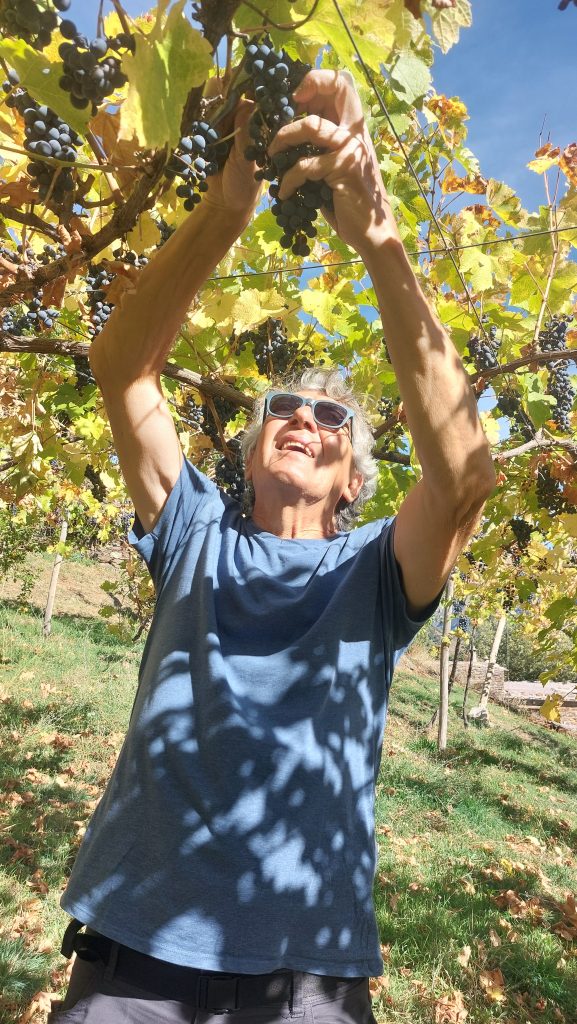 Our friend Pedro harvesting grapes in the vineyard at cortijos rey fini.