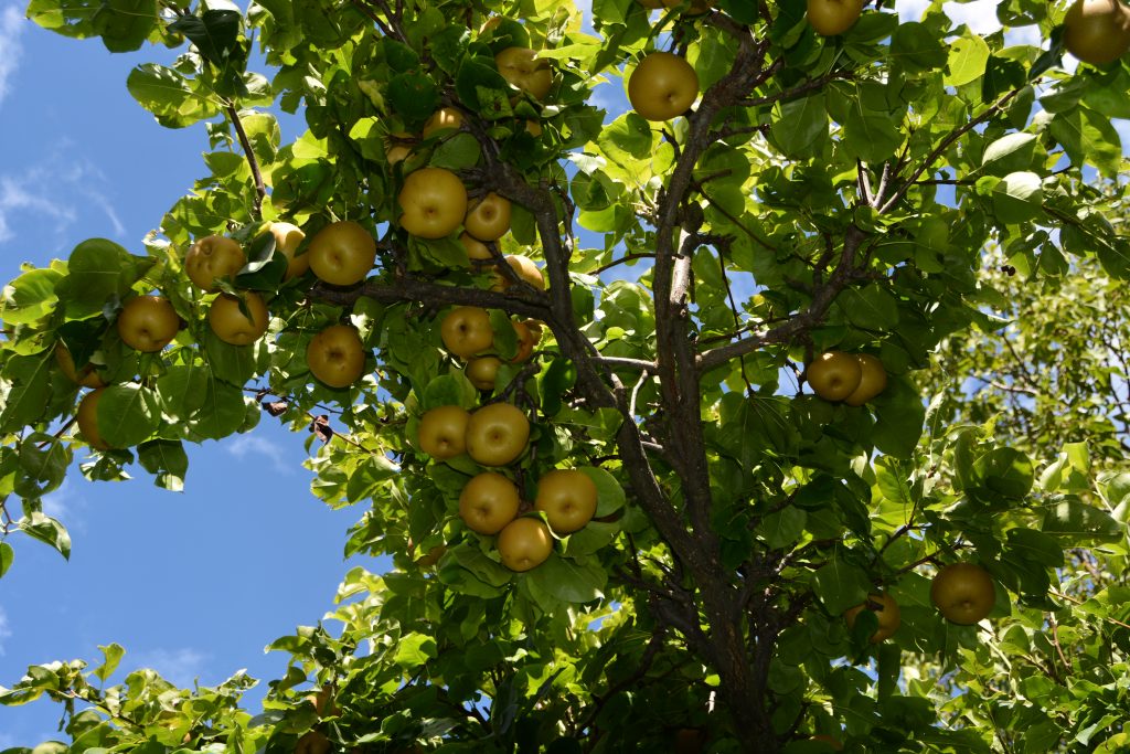 One of two Japanese pear trees (pyrus pyrifolia) growing at the cortijos.