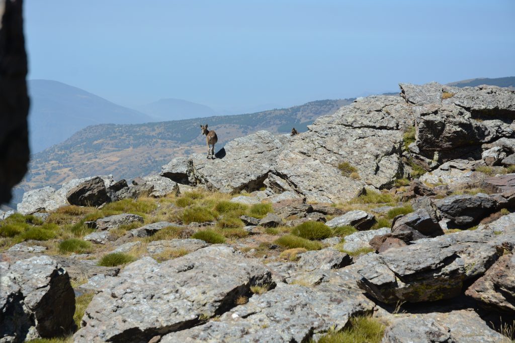 Iberian Ibex, a common sight when hiking in the Alpujarras.