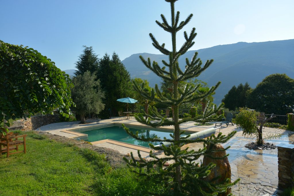 Monkey puzzle tree by swimming pool at cortijos REY FINI.