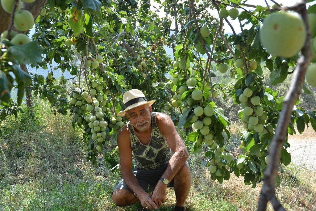 Mo with one of the many plum trees at the cortijos.